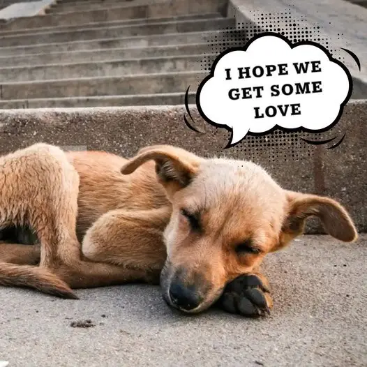 Today is my 5th birthday, 5 years of living on the streets, I just wish for a real home