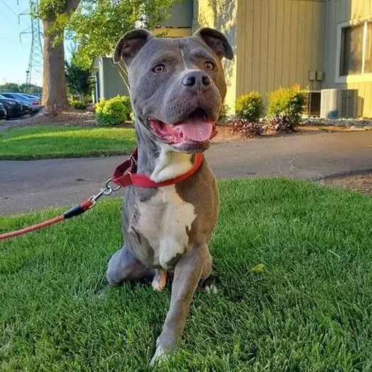 I was born disabled, and I know everyone doesn’t like such a dog, but I still wait for acceptance from everyone