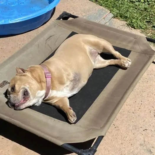 Today is my birthday but I am so sad because I don’t have any wishes or gifts. Is it because I am an ugly disabled dog?