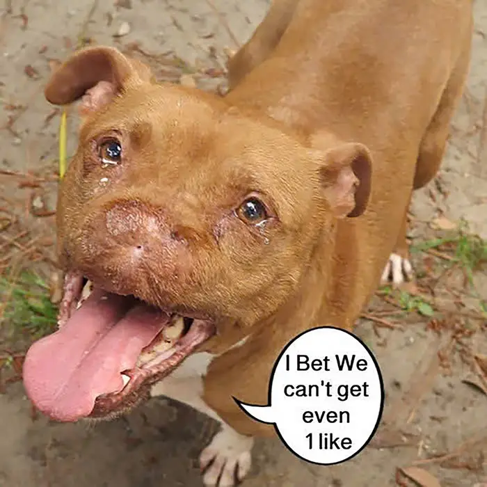 I used to have a happy family, but now I have become a homeless dog just because my owner cannot accept a deformed dog like me