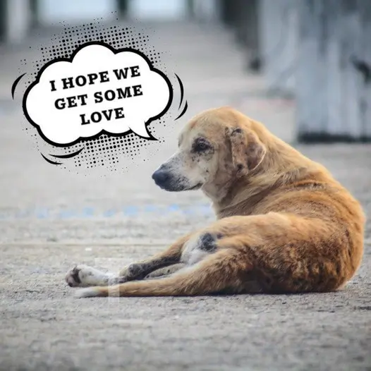 I know I’m just a homeless dog so I can’t blame people for not caring about me, but I’m still looking forward to birthday wishes on my birthday today