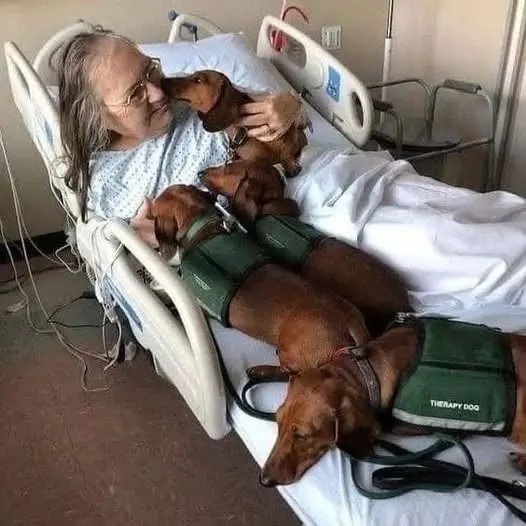 The puppies that this old man saved and took care of with his own hands are now by his bedside 24/7, giving him strength while he is sick