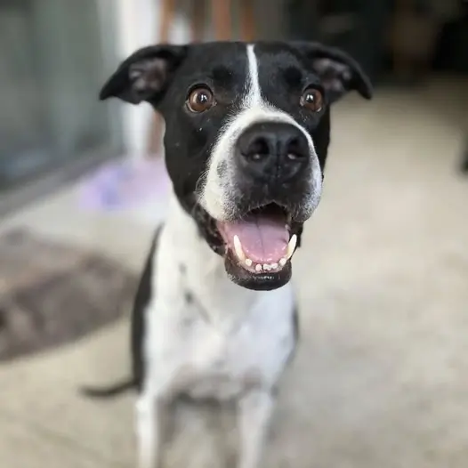 Today is my 4th birthday and I just hope everyone can send me good wishes