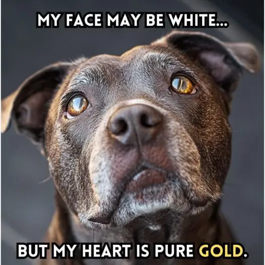 Abandoned dogs are often the most understanding and pitiful, right?