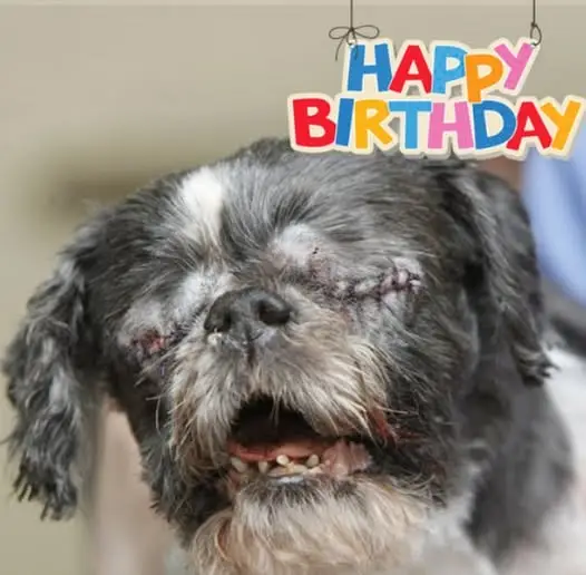 Happy Birthday Dora the Dog – the most beautiful and lovely dog