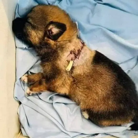 Heartbroken by the image of an abandoned puppy with a serious back injury