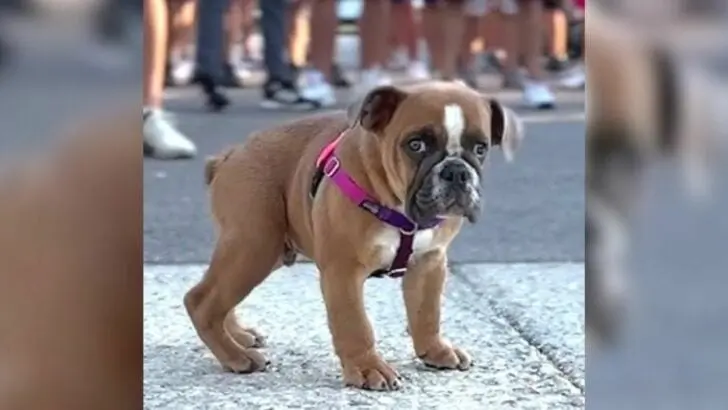 A terminally ill puppy was expected to live only a few months until a compassionate woman decided to offer him a new opportunity for life