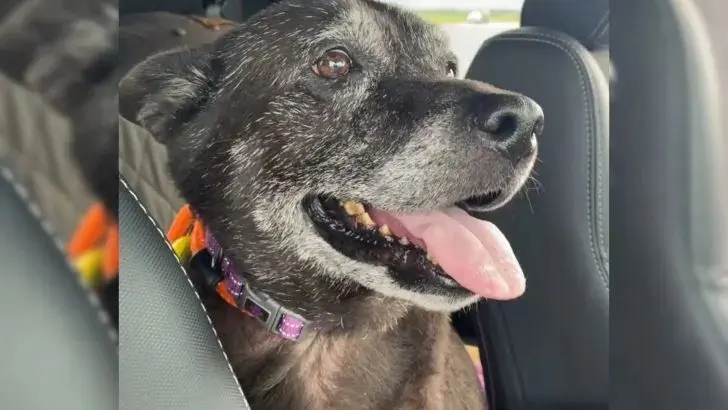 A dog abandoned by its owner at a public restroom in Louisiana discovers a glimmer of hope as rescuers arrive to provide assistance