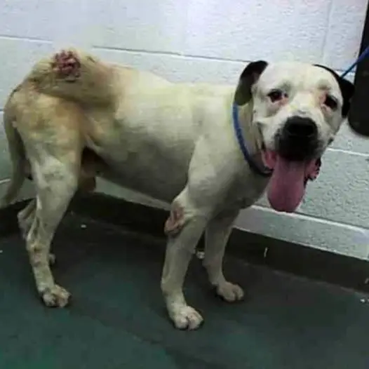 Today is my 6th birthday at the shelter, I still have only one wish, that someone adopt me