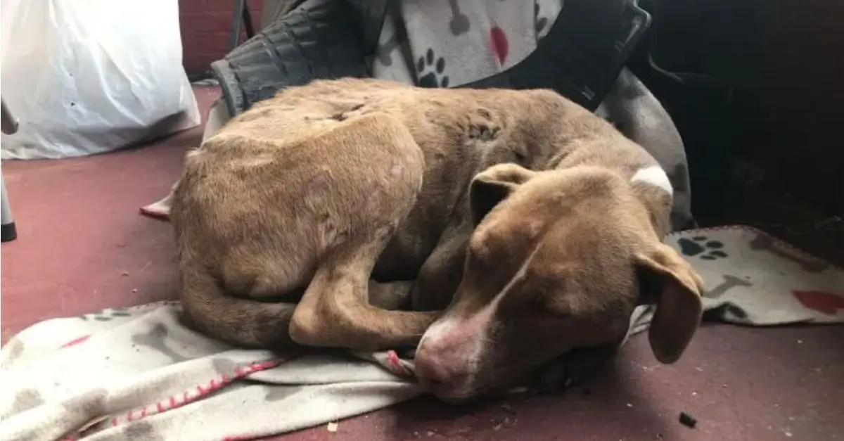 A Missouri woman found an injured puppy lying on a blanket on her porch, prompting her to immediately take action to save it