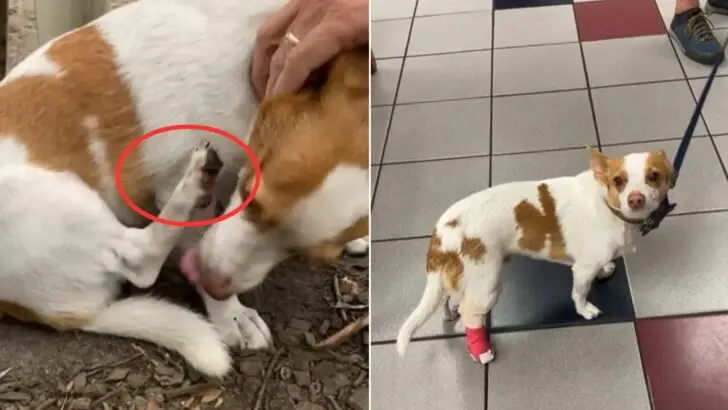 North Carolina homeowners were taken aback by a $150 charge upon discovering the true nature of their dog’s ‘injury.’