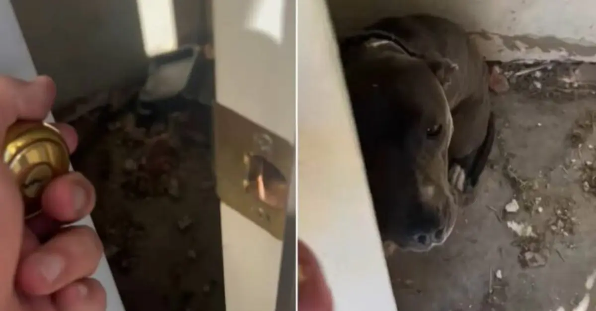 A deputy sheriff was shocked to find an abandoned dog in the security room of an unoccupied house