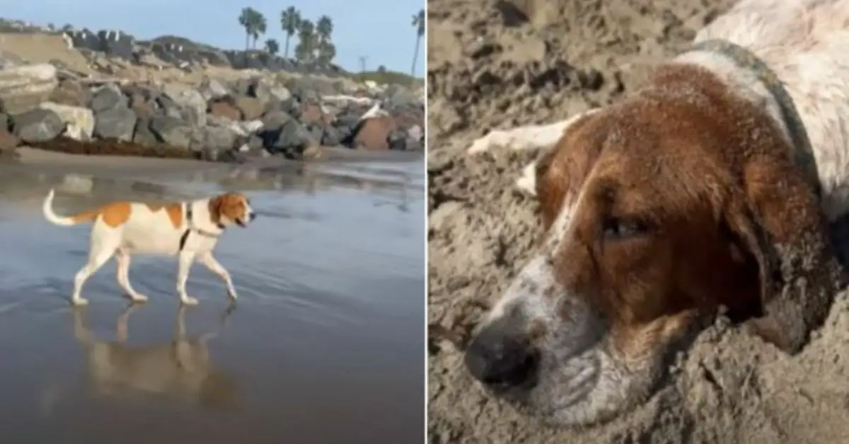 Poor puppy used for lab testing in California is happy to be saved by kind rescuers