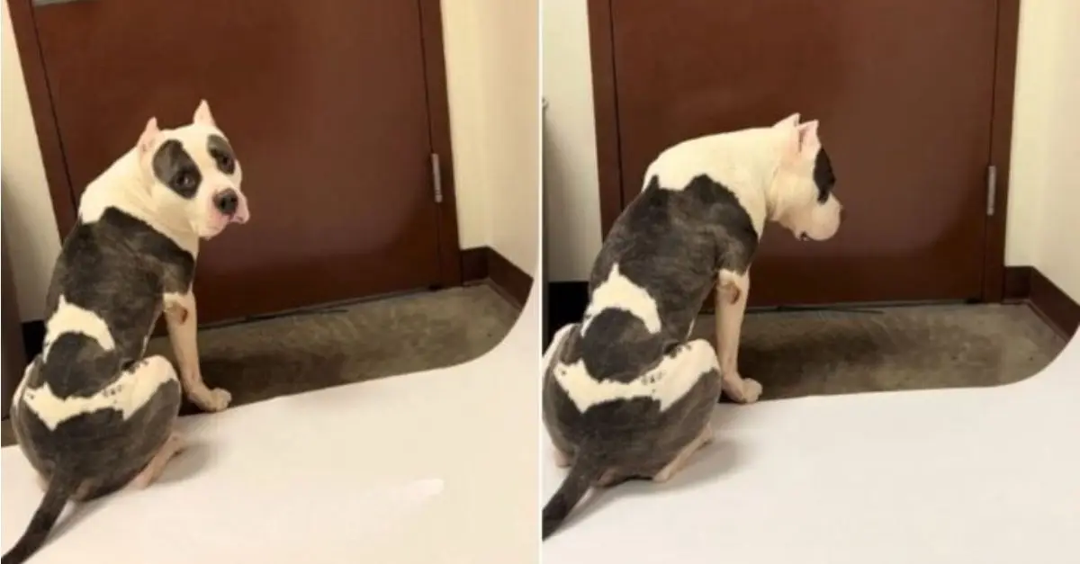 A shelter dog patiently awaits by the door, hoping for someone to rescue him as time passes by