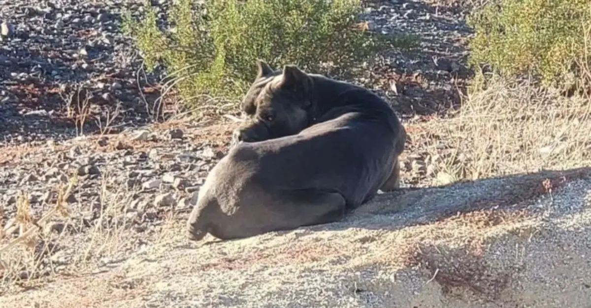 California rescuers were stunned after finding this cute dog abandoned in the desert