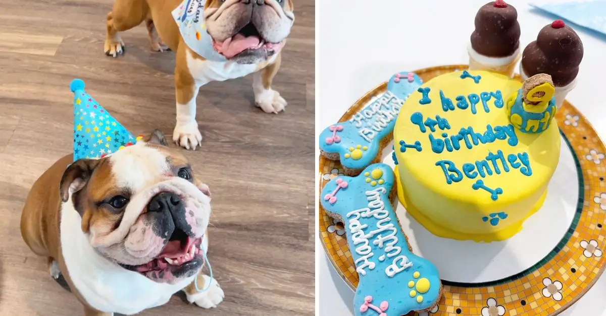 Today is Bentley’s birthday and also the first day he was welcomed from the shelter to his first happy home in his life