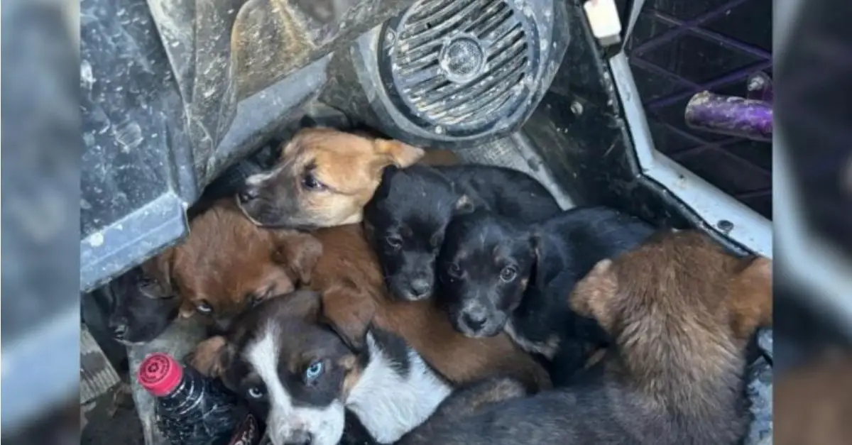 A couple riding ATVs on the road unexpectedly encounters the startling sight of abandoned dogs following them