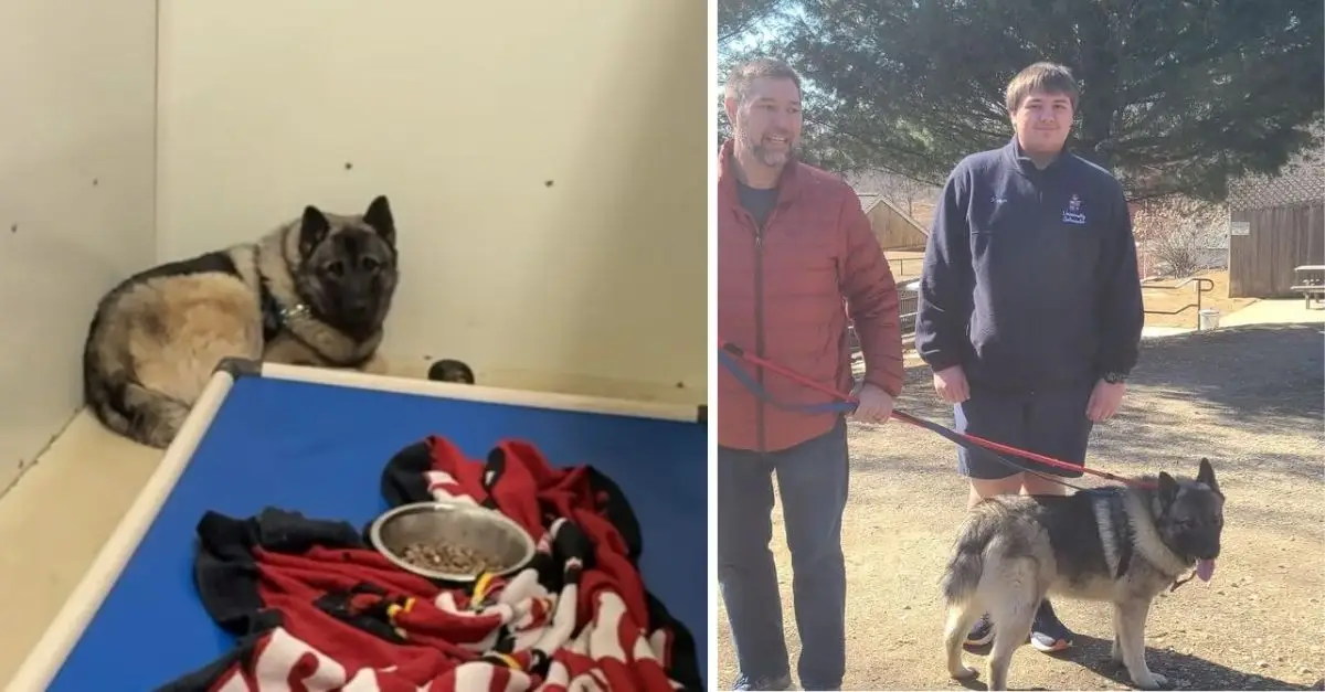 A large dog paralyzed with fear trembled in a cage in Pennsylvania for days, hoping for love