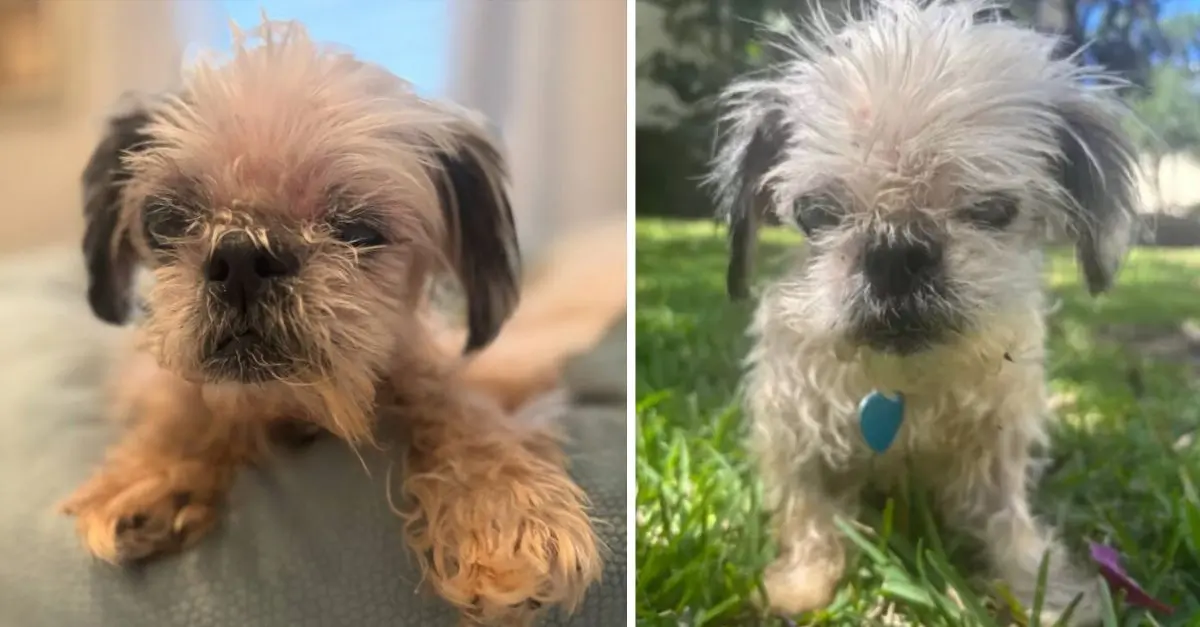 A compassionate individual from Florida discovers a visually impaired senior dog, revealing a startling truth through the information provided by its microchip