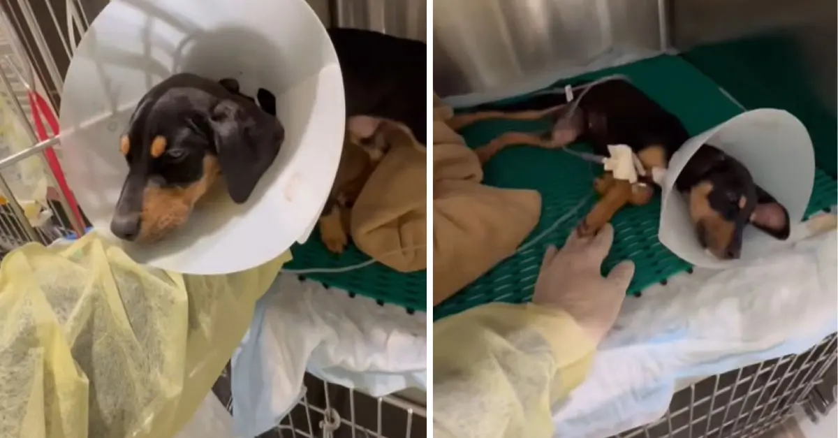 Texas Volunteers Puzzled When Blind Dog Spins in Circles, Shocked to Discover Reason Behind It