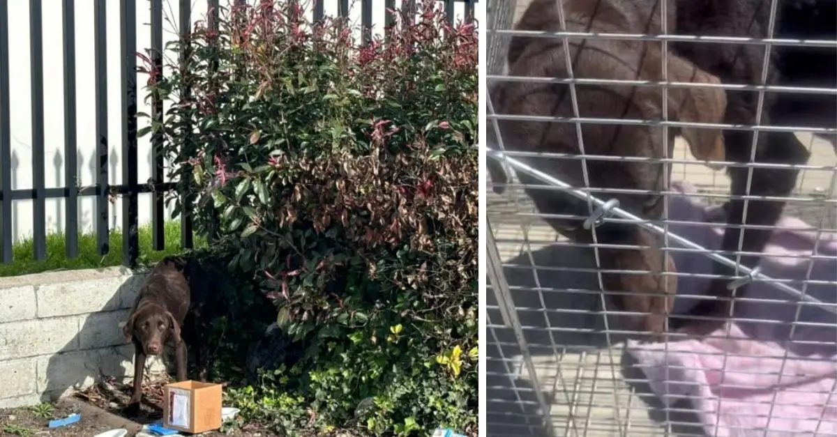 This poor mother dog was abandoned on a busy street after giving birth