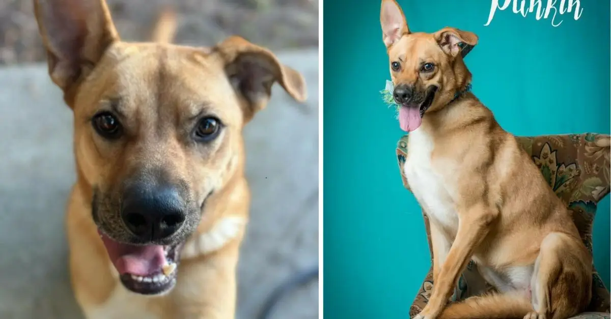 Rescuers take heartwarming action for poor dog abandoned in shelter for 1,000 days