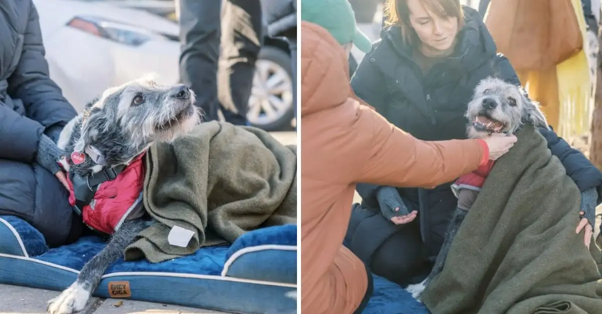 Heartbroken owner invites everyone to say goodbye to his 14-year-old dog for the last time, the poor dog has gone forever