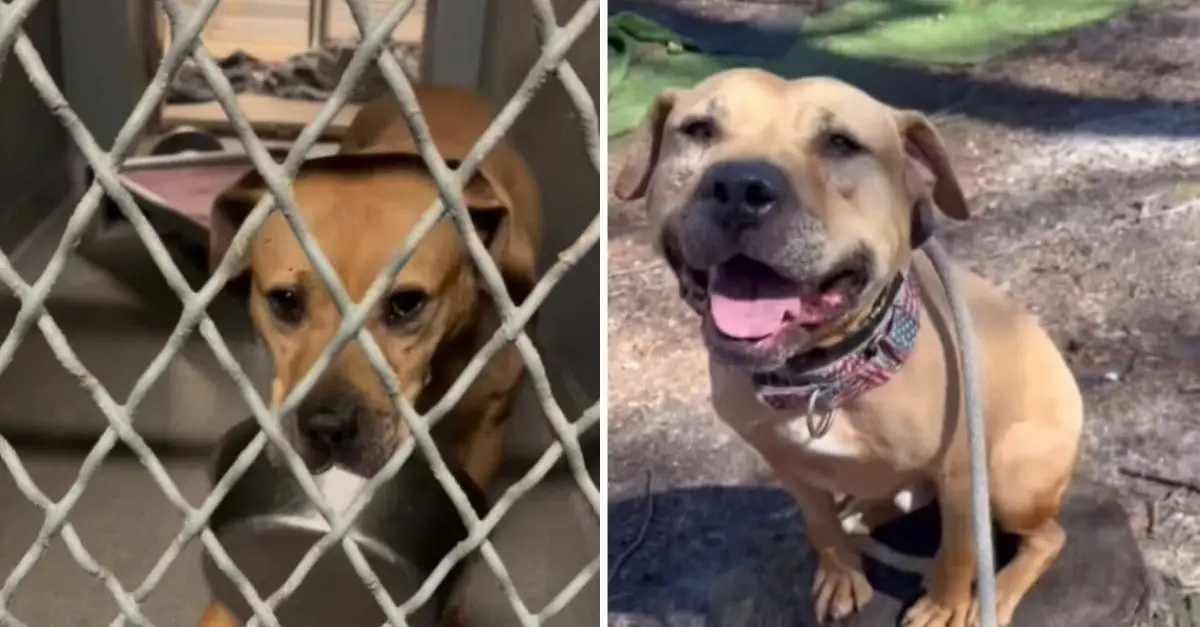 Rescue Dog Who Lived in a New York Shelter for 1800 Days Always Carries His Beloved Bowl for Comfort