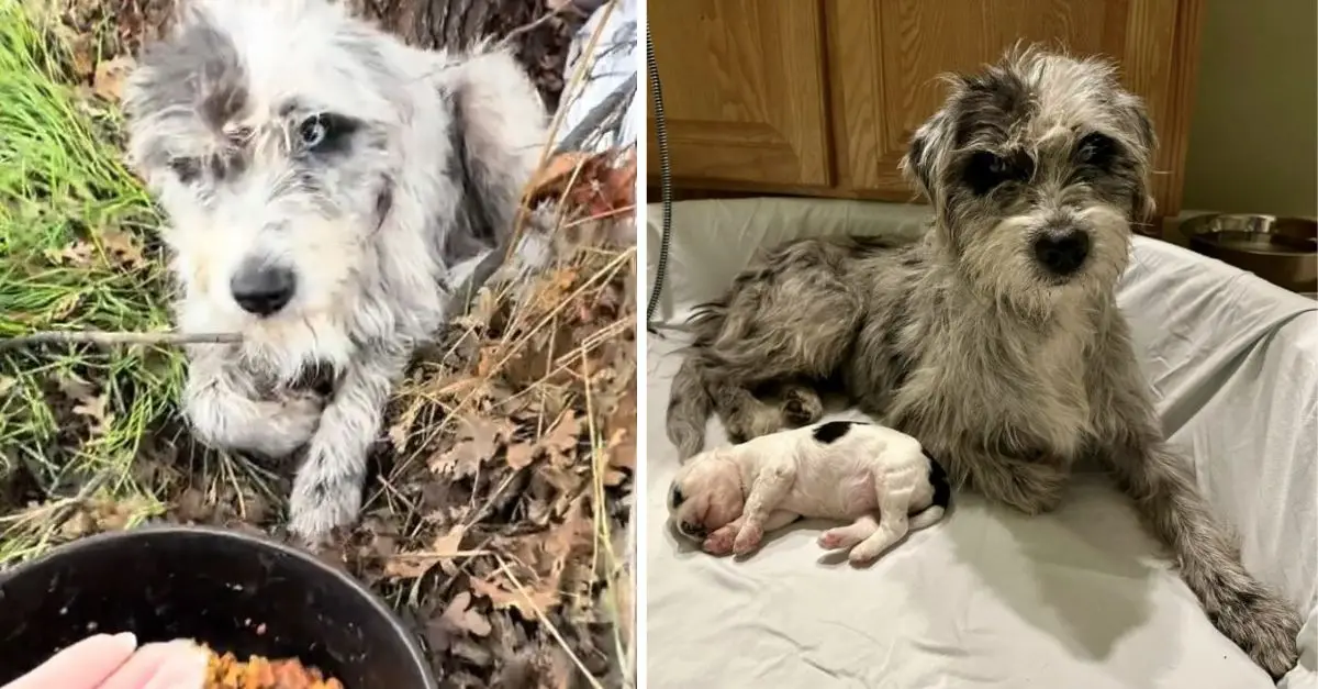 A California couple was astonished to discover a puppy in a ditch, only to realize there was an additional surprise present