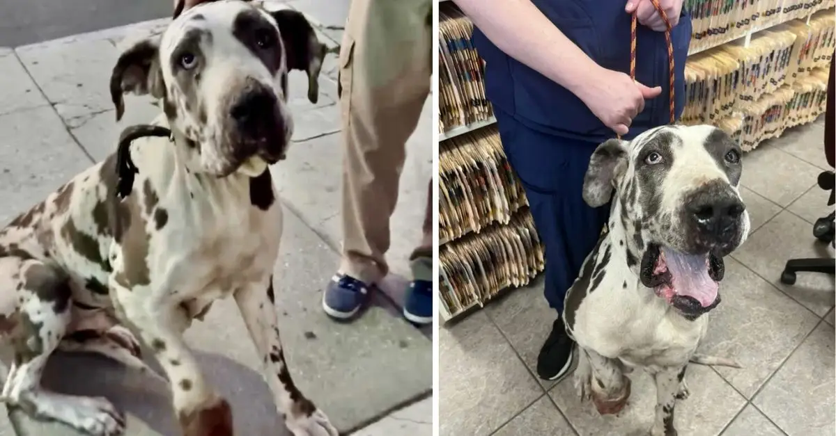 A California rescuer assists a dog with a severely injured leg, only to discover more distressing news