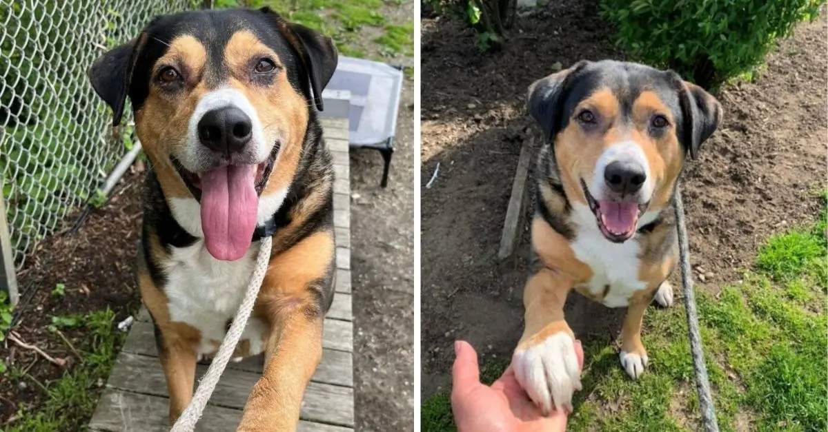 New York Dog Rescued After 8 Years in Shelter Displays Heartwarming Response to Surprise Picnic Date
