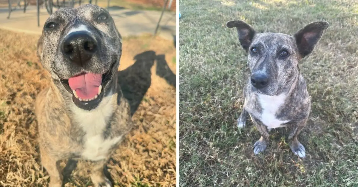A rescued breeding puppy from North Carolina displays affectionate behavior whenever she experiences joy