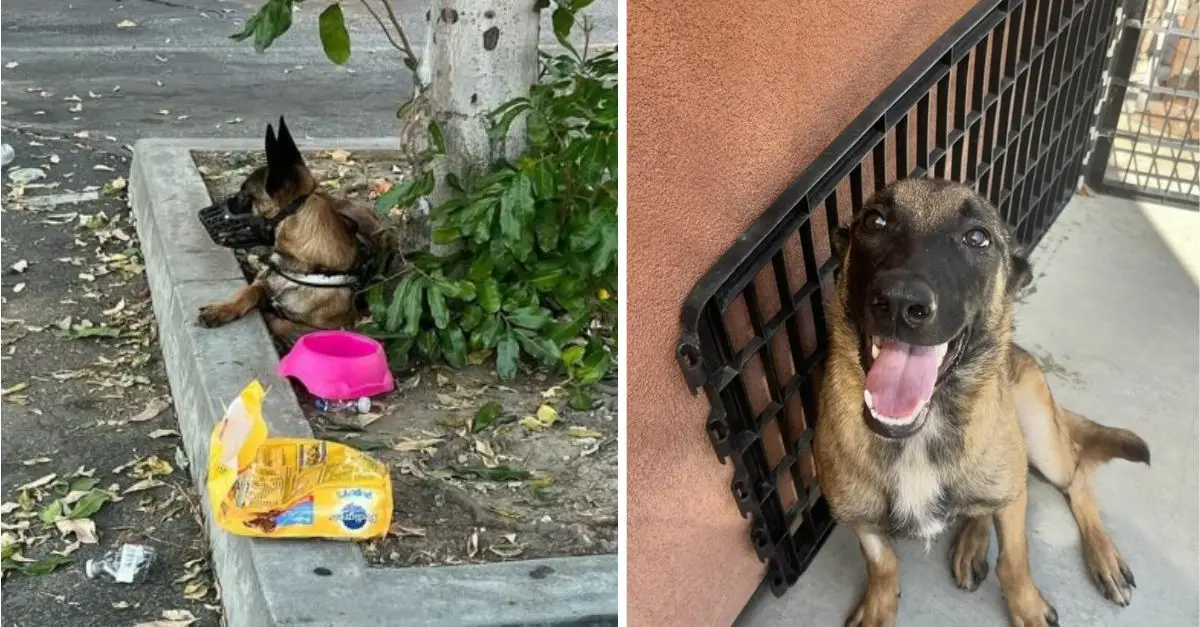 Heartwarming moment rescuers find dog abandoned on street with its belongings