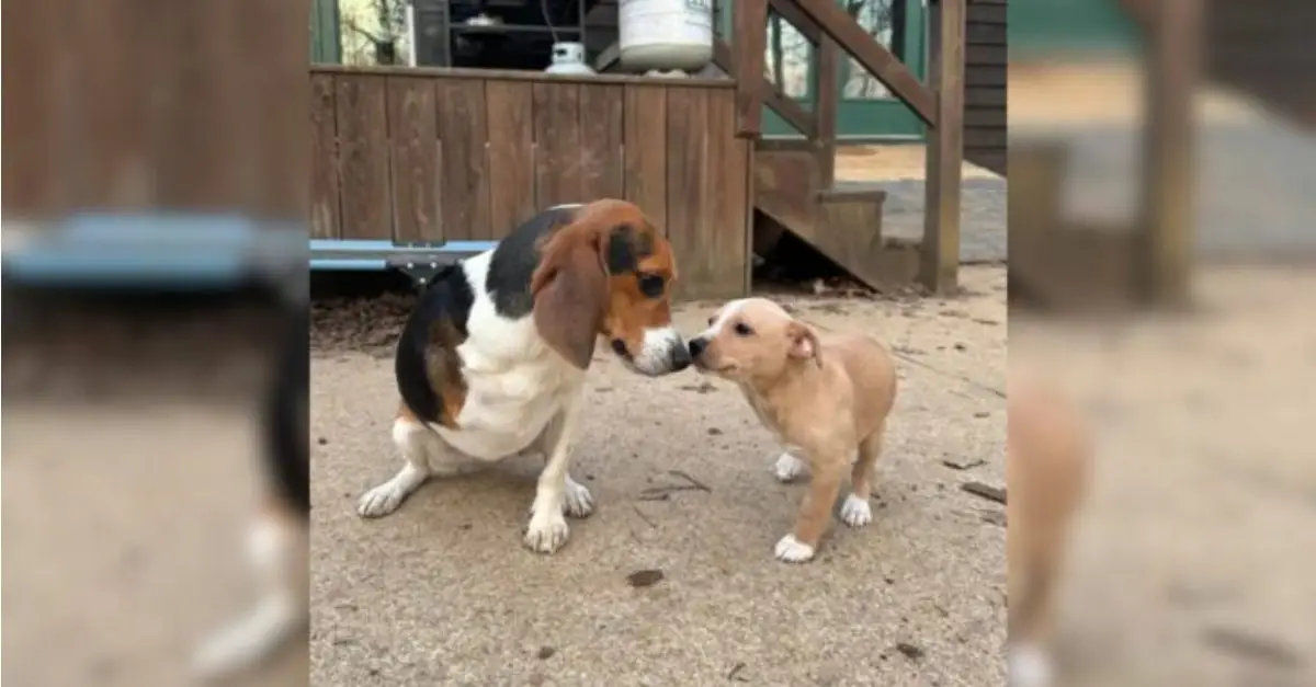 A disabled dog was very happy after meeting another dog like him