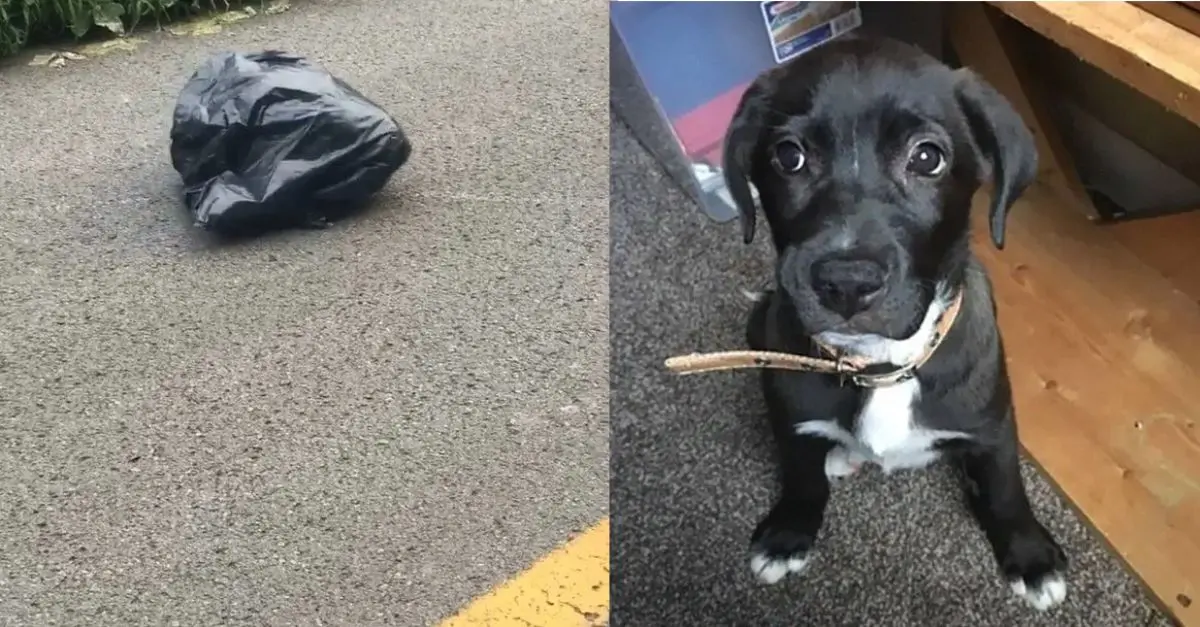 Kentucky woman finds strange bag on the road, then discovers it’s moving because it contains an abandoned puppy