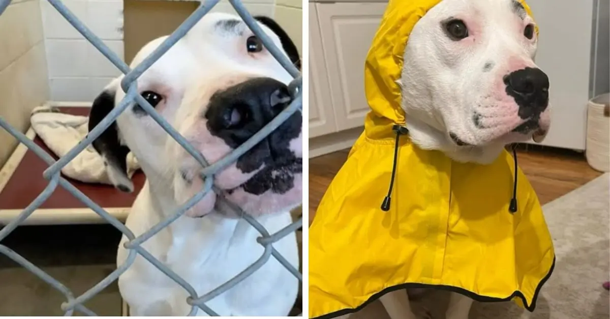 A woman offers shelter to a dog in distress for a single night, only to unveil an unforeseen turn of events