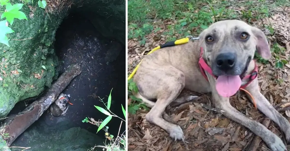 Florida man successfully saves trapped dog after hearing strange noises coming from cave
