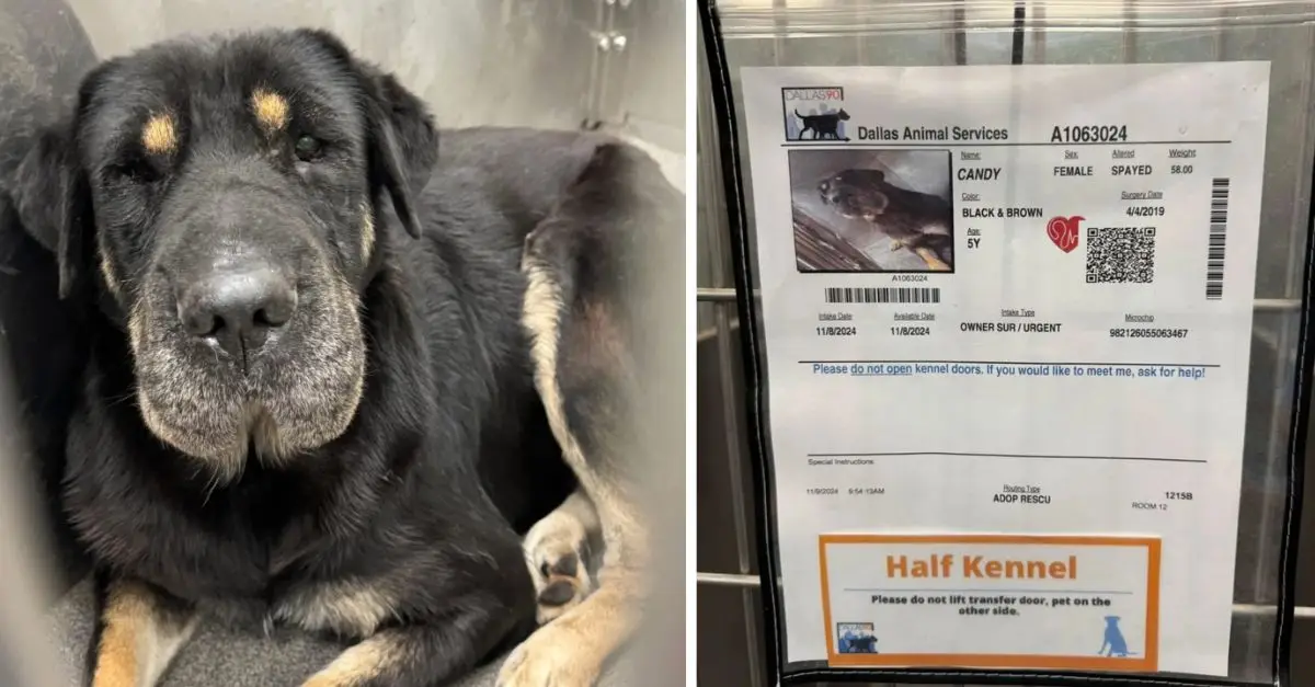 Owner Saves Dog From Euthanasia, Then Discovers Surprising Truth About It