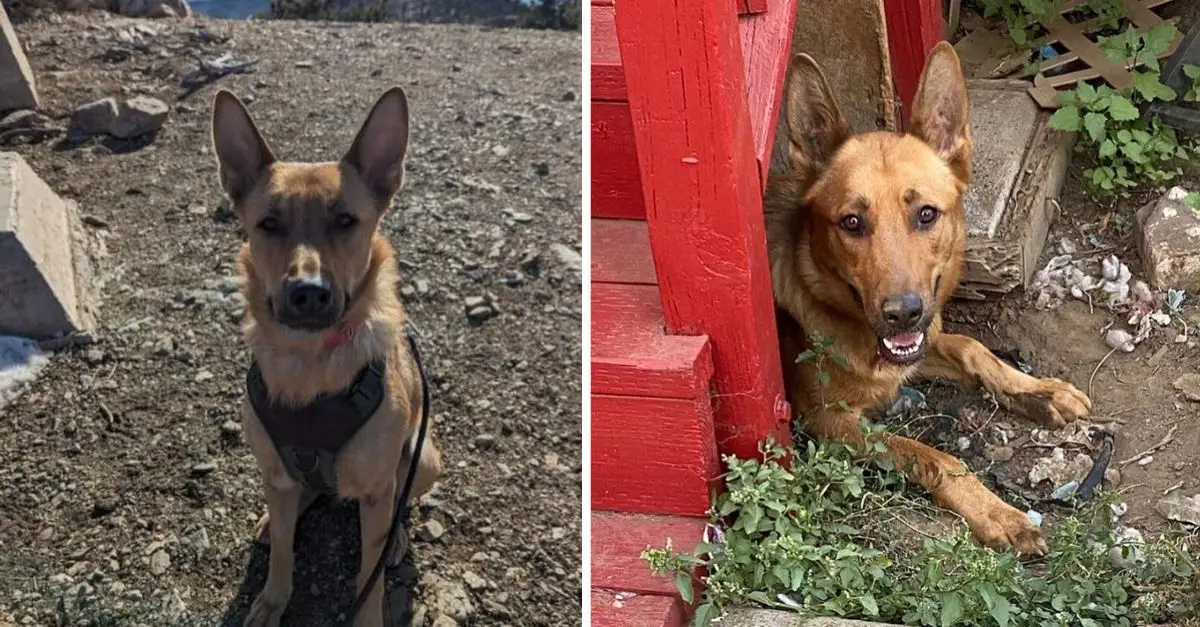 California Mother Dog Heartbroken After Losing Her Puppies Receives A New Opportunity for Motherhood