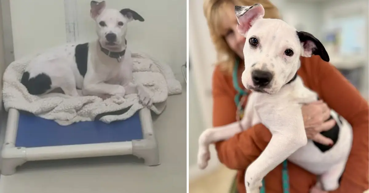 Rescuers were deeply saddened for this puppy who was neglected after all her siblings found homes