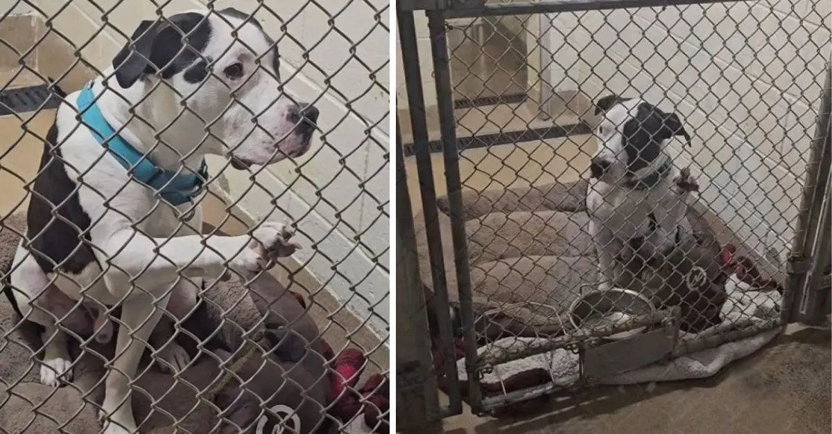 Tears were shed when seeing the scene of Florida dog putting his paw on the shelter’s kennel railing, hoping to receive sympathy from visitors