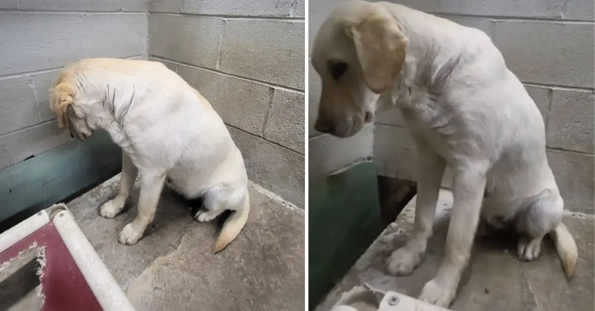 A distressed shelter dog, facing euthanasia, remained fixated on the wall of her kennel, yearning for a miracle