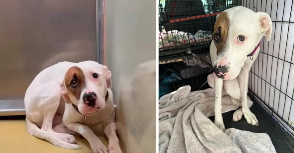 Kansas rescuers noticed that this puppy was trembling with fear in her kennel, prompting them to take action to assist her