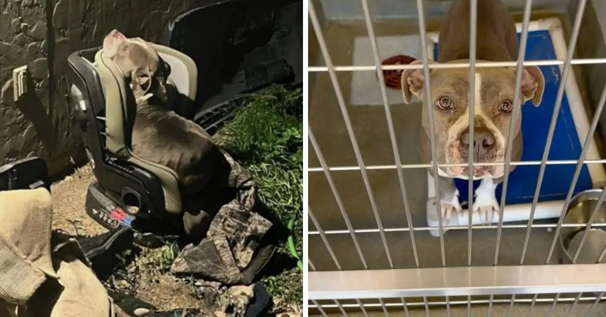 Texas Officer Discovers a Fearful Dog Grasping an Abandoned Car Seat Amidst Trash During a Storm