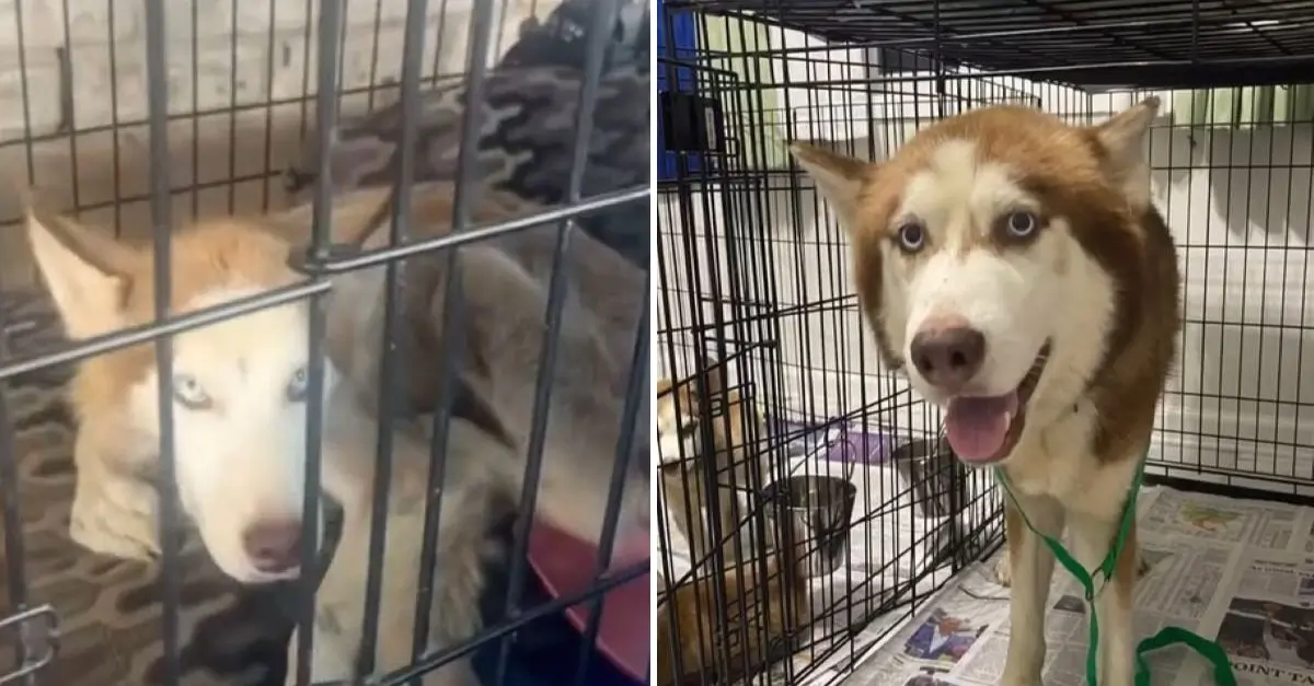 A courageous Husky breaks free from a cage and pleads with a rescuer in Texas to help his companion and their puppies