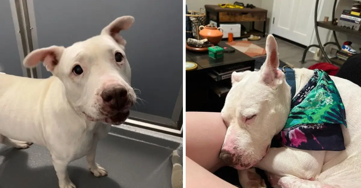 Dog who spent 650 days at shelter finally gets a forever home but then comes a heartbreaking event