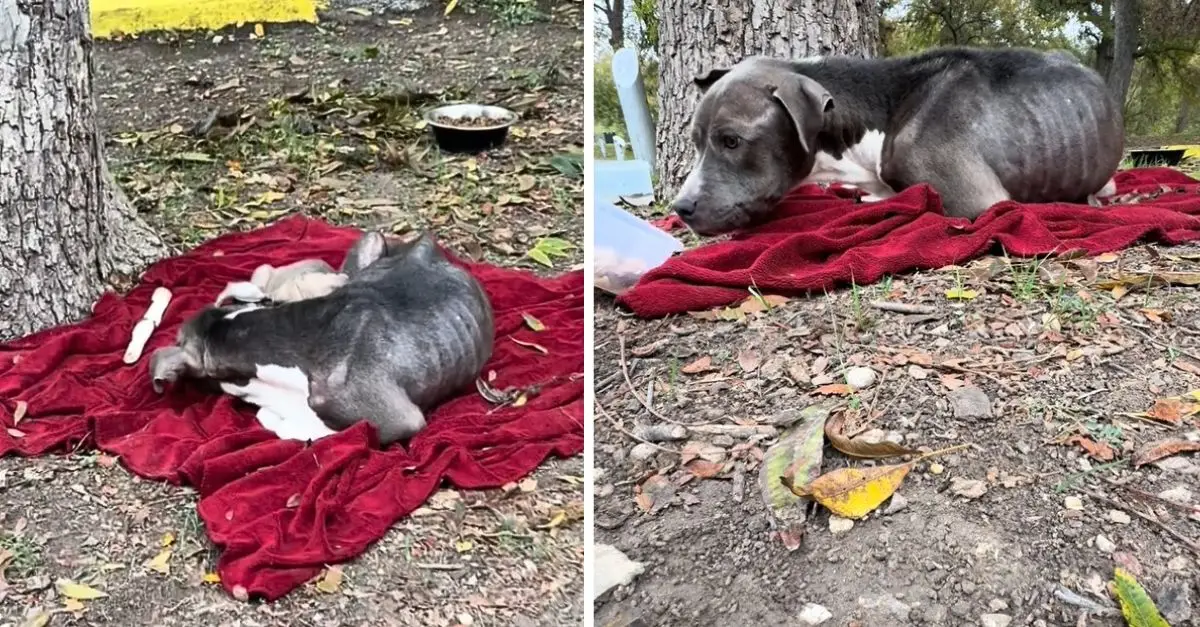 Rescuers were stunned to find an abandoned mother dog and her puppies lying around on a small blanket