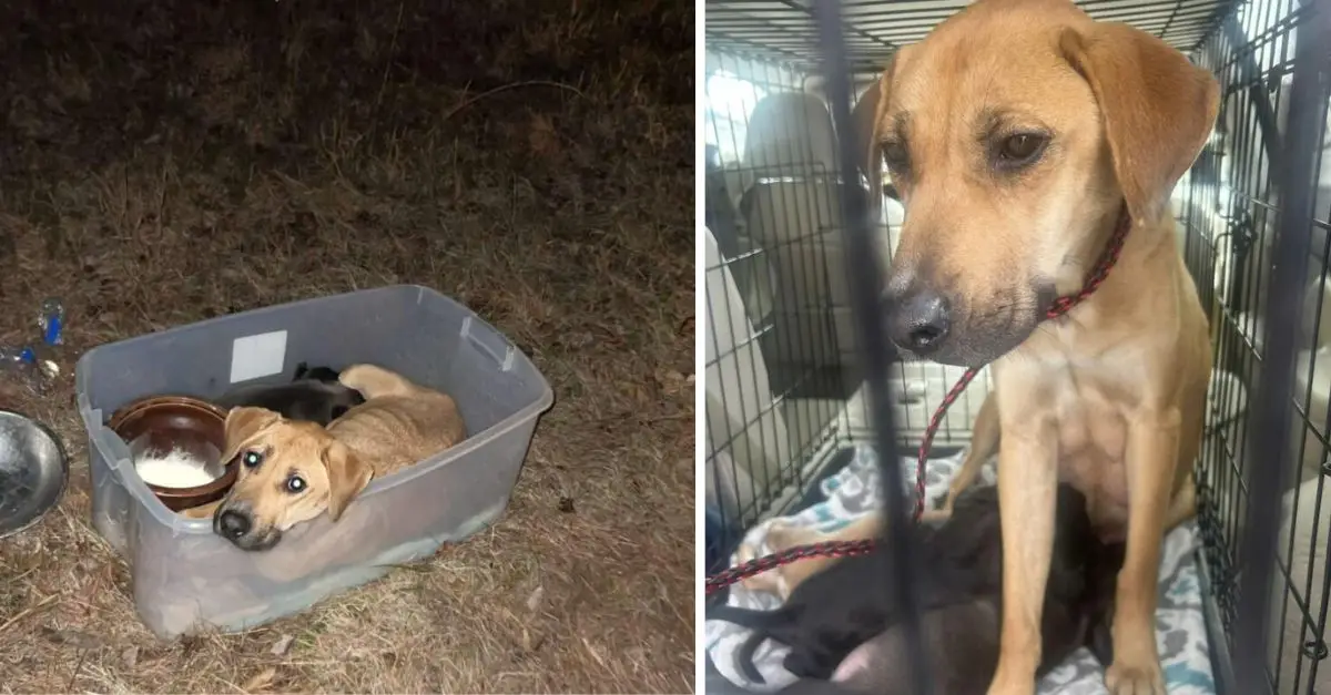 A mother dog, left behind with her three puppies in a plastic bin, discovers joy through the efforts of rescuers in South Carolina