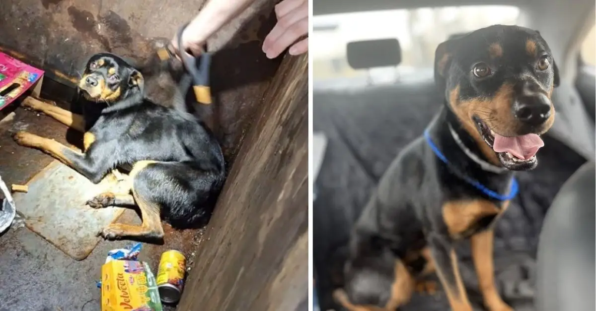 Abandoned Puppy from Texas, Discarded in a Dumpster, Seeks a Loving Home