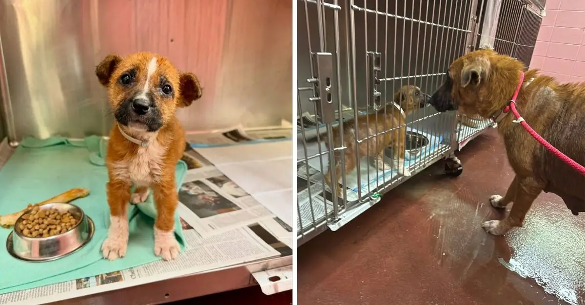 Puppy Taken to Texas Shelter for Euthanasia Alongside Her Mother Expresses Distress